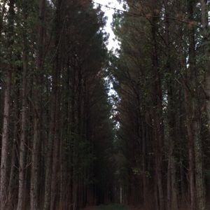 Meet your Posher, Julianne